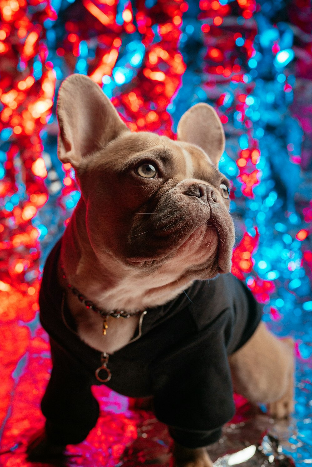 filhote de buldogue francês preto e branco