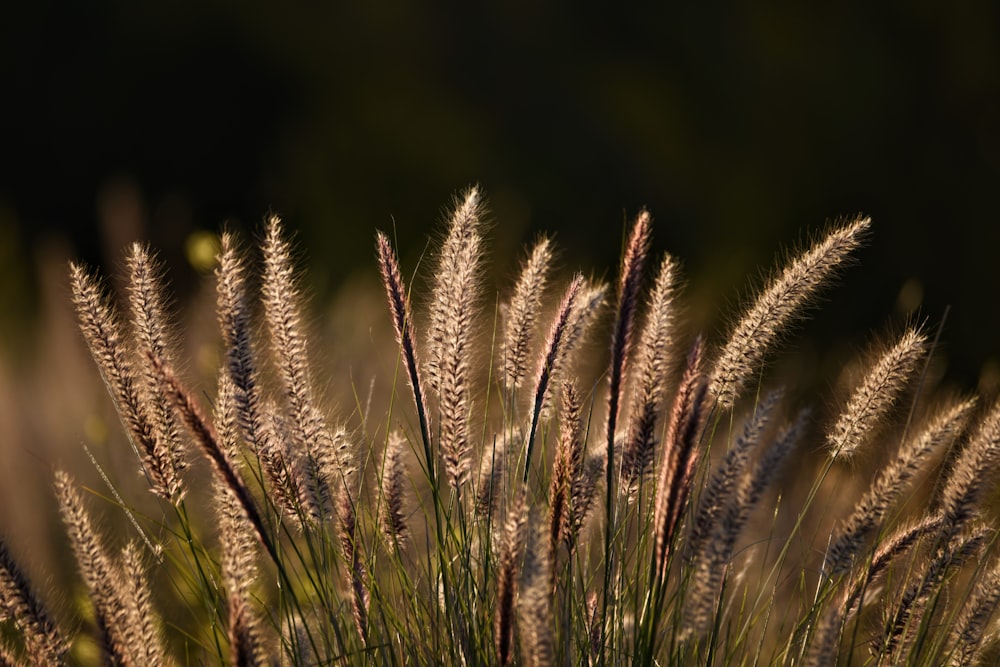 brown wheat in close up photography