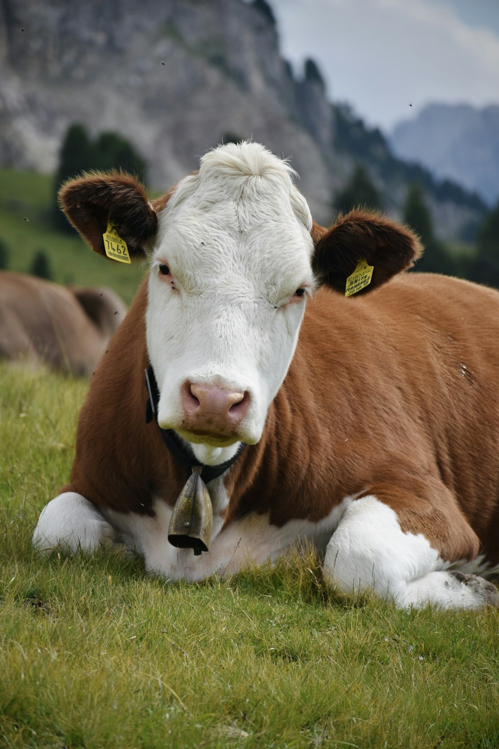 vaca marrom e branca deitada na grama verde durante o dia