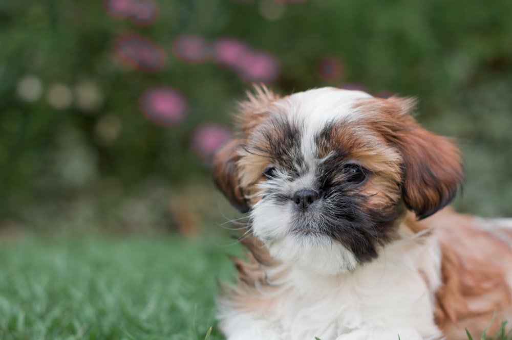 white and brown shih tzu puppy on green grass during daytime