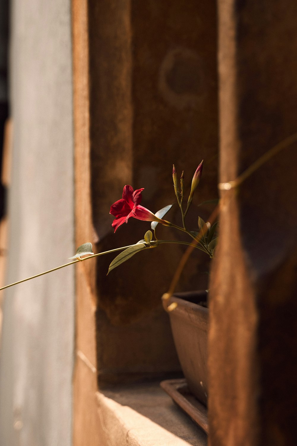 red rose in white pot