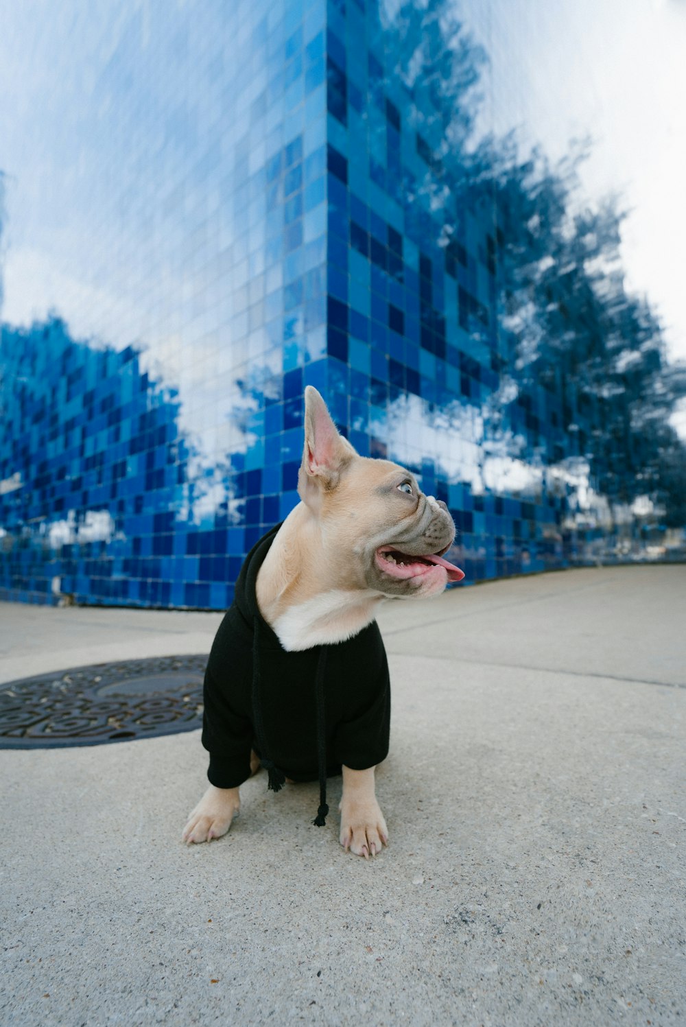 white and black french bulldog in black coat