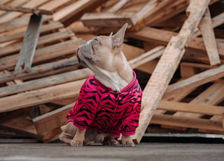 brown short coated dog wearing red and white stripe shirt