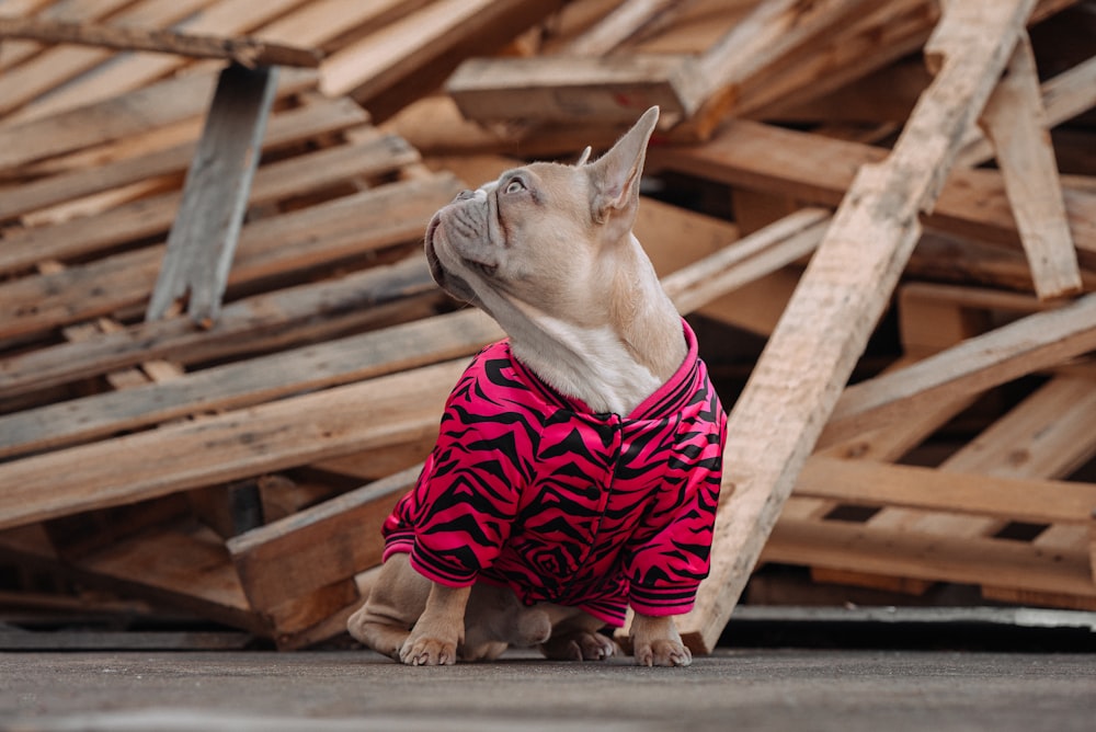 brown short coated dog wearing red and white stripe shirt