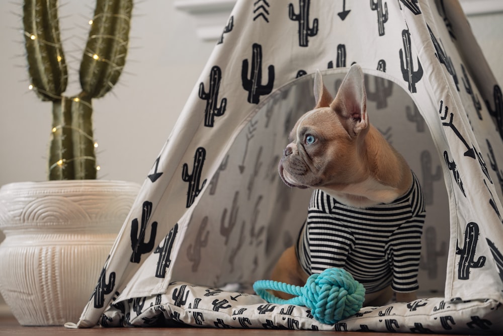 brown chihuahua on white and black textile