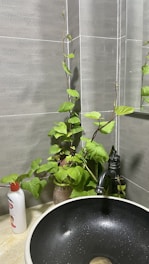 A cozy bathroom sink with a pump bottle of hand wash surrounded by green plants.