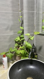 A cozy bathroom sink with a pump bottle of hand wash surrounded by green plants.