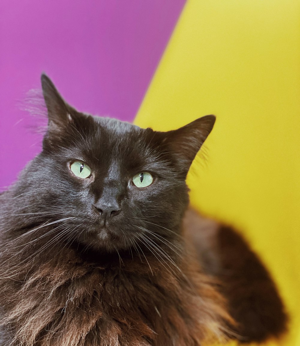gray cat on purple textile