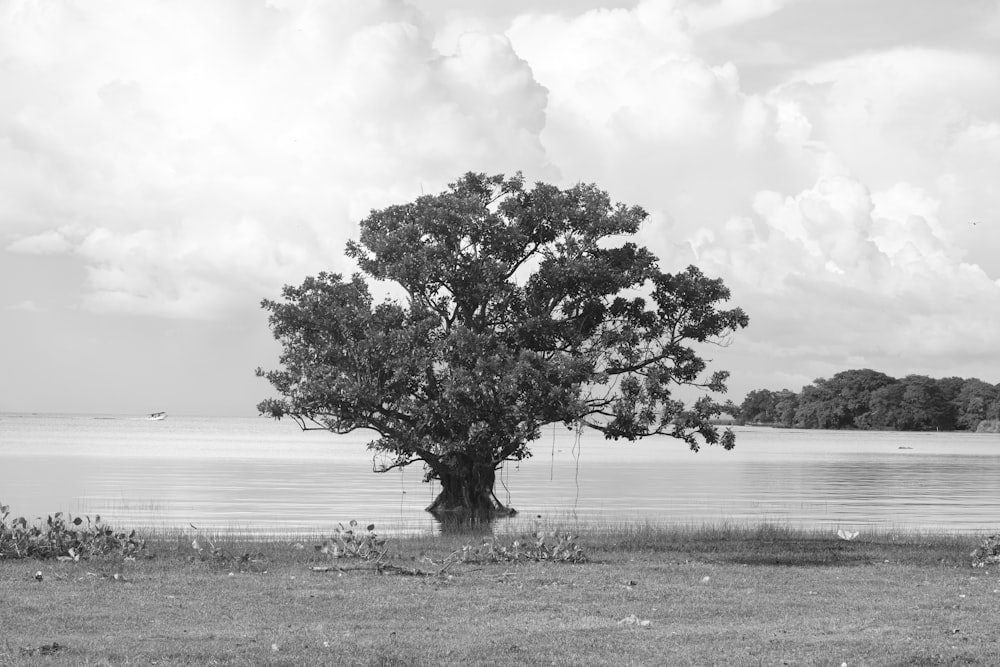 grayscale photo of tree near body of water