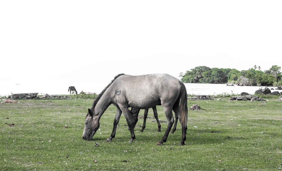 white horse eating grass on green grass field during daytime