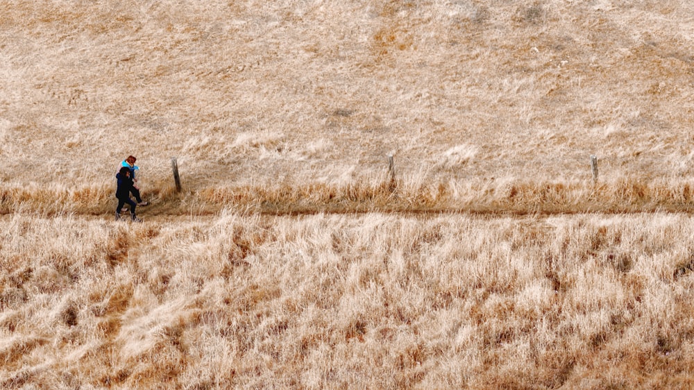 brown grass field during daytime