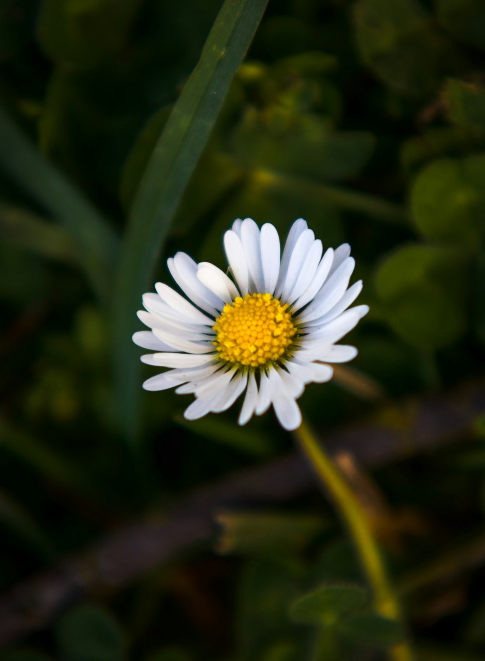 white daisy in bloom during daytime