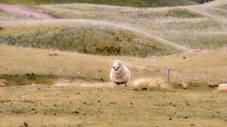 A panoramic view of a sheep farm with rolling hills and well-maintained fences.