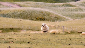 Shearing Machines