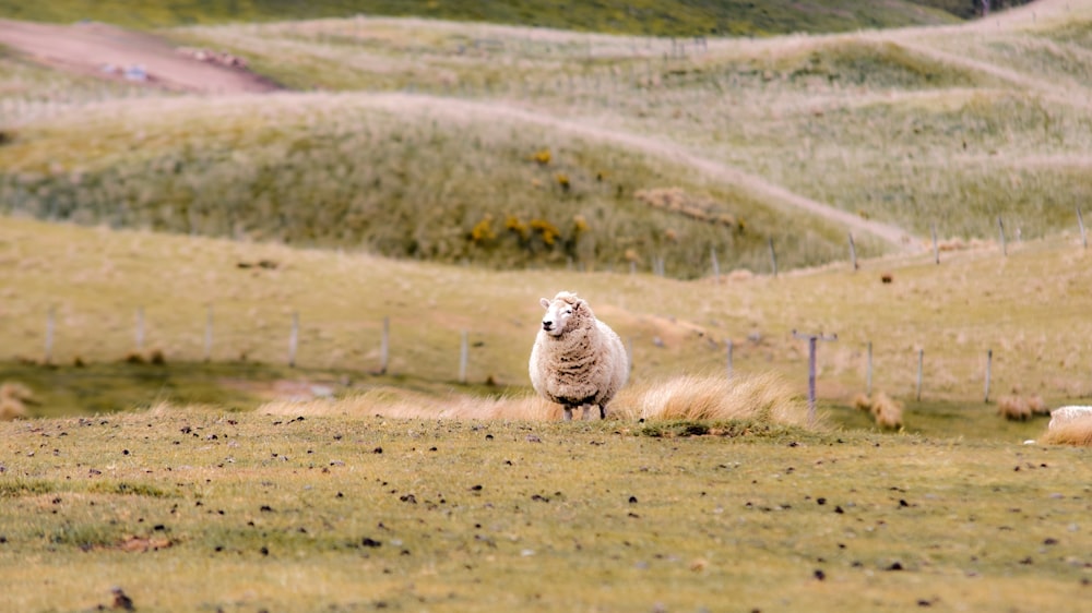 brown and white sheep on brown field during daytime