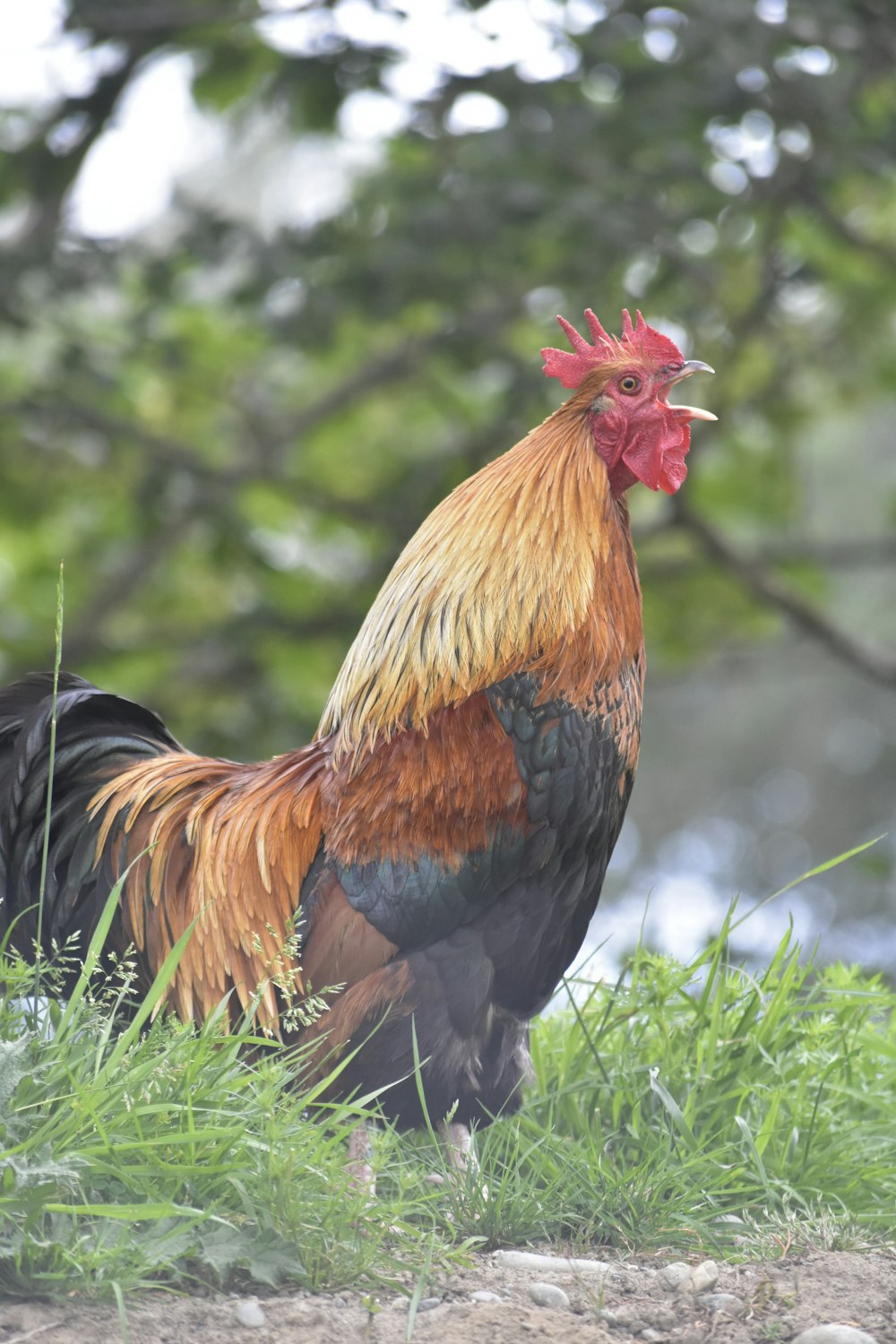 red and black rooster on green grass during daytime