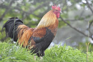 A majestic Shamo rooster showcasing its muscular build against a natural green background.