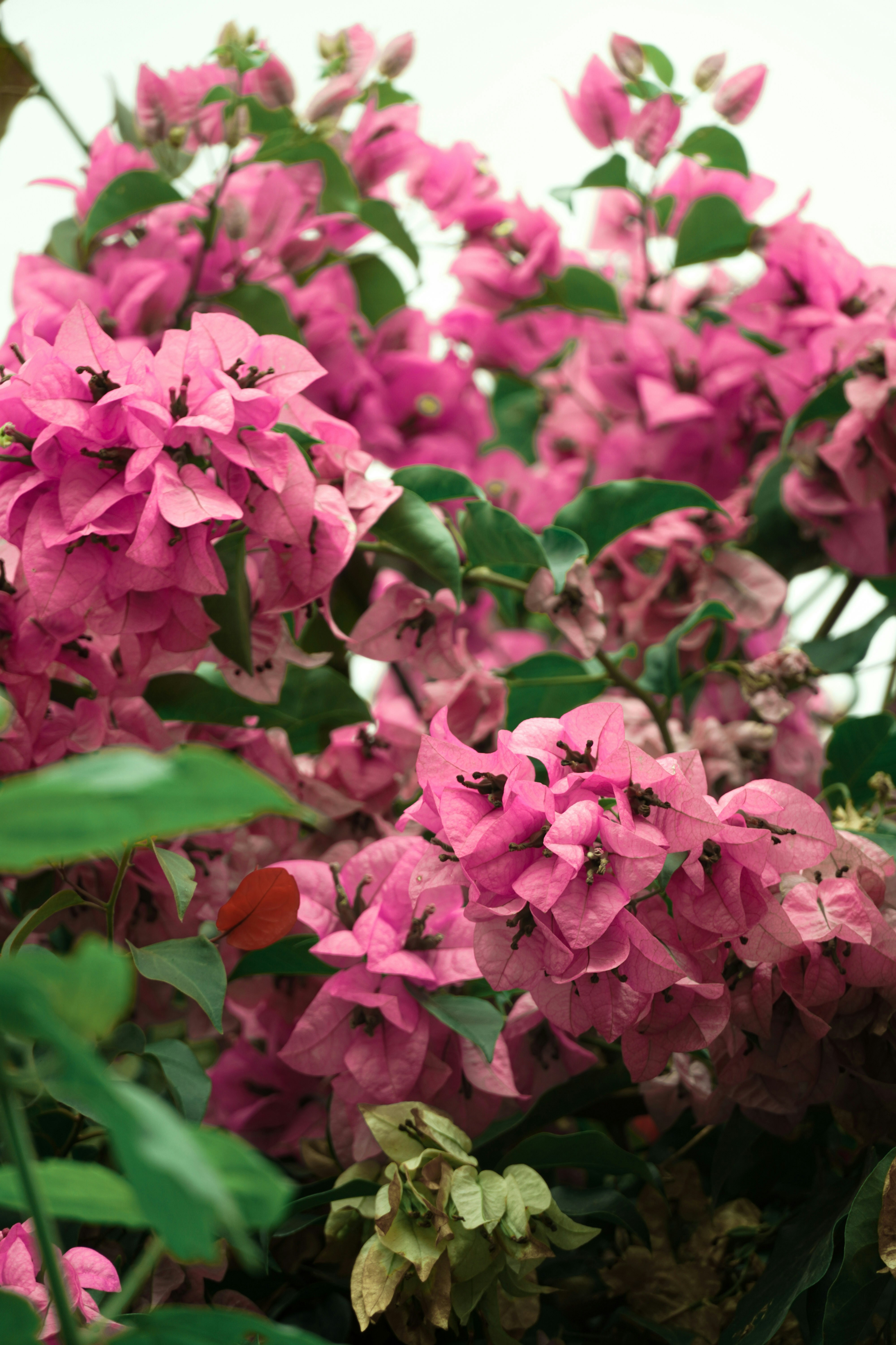 Photo by ashok_bravo