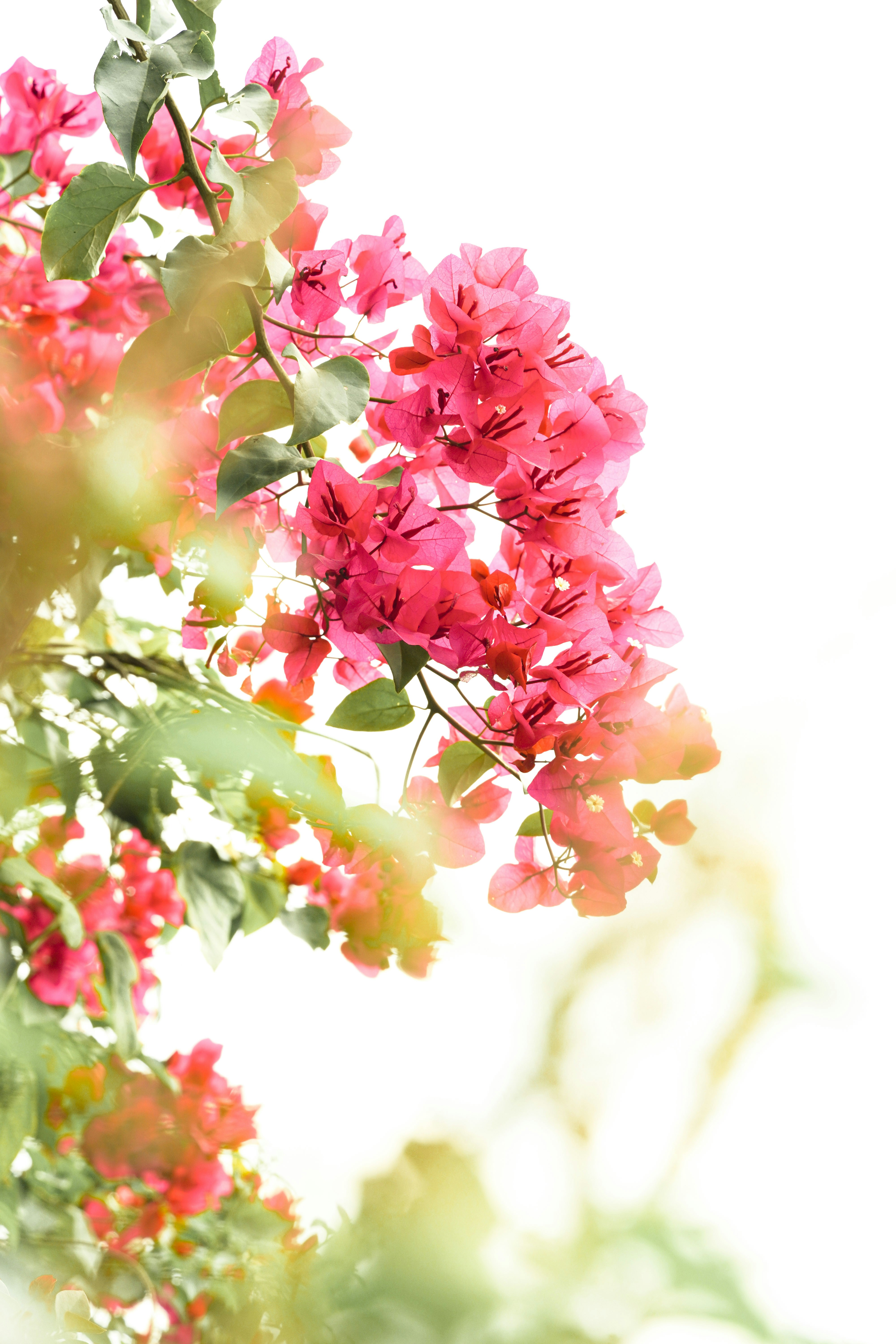 Photo by ashok_bravo