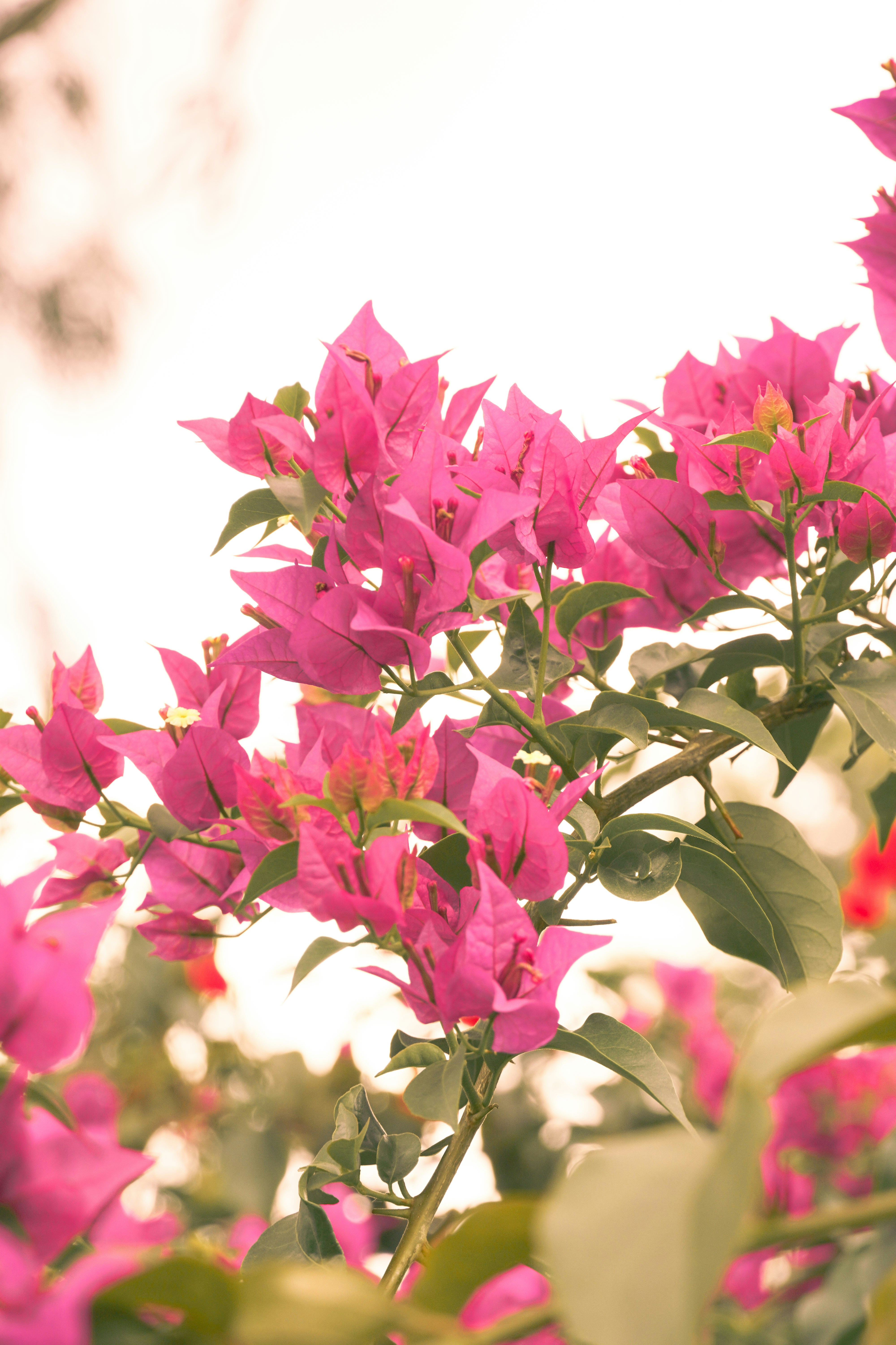 Photo by ashok_bravo