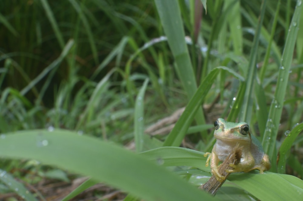 green frog on green grass during daytime