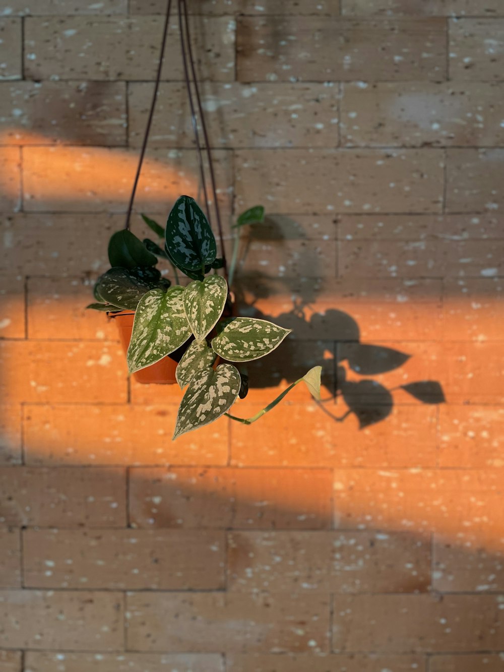 green leaf plant near brown brick wall