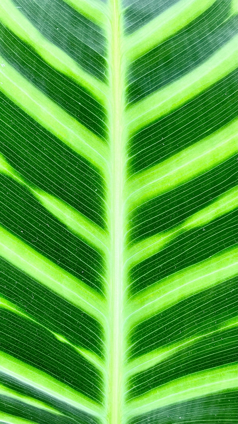 green leaf in close up photography