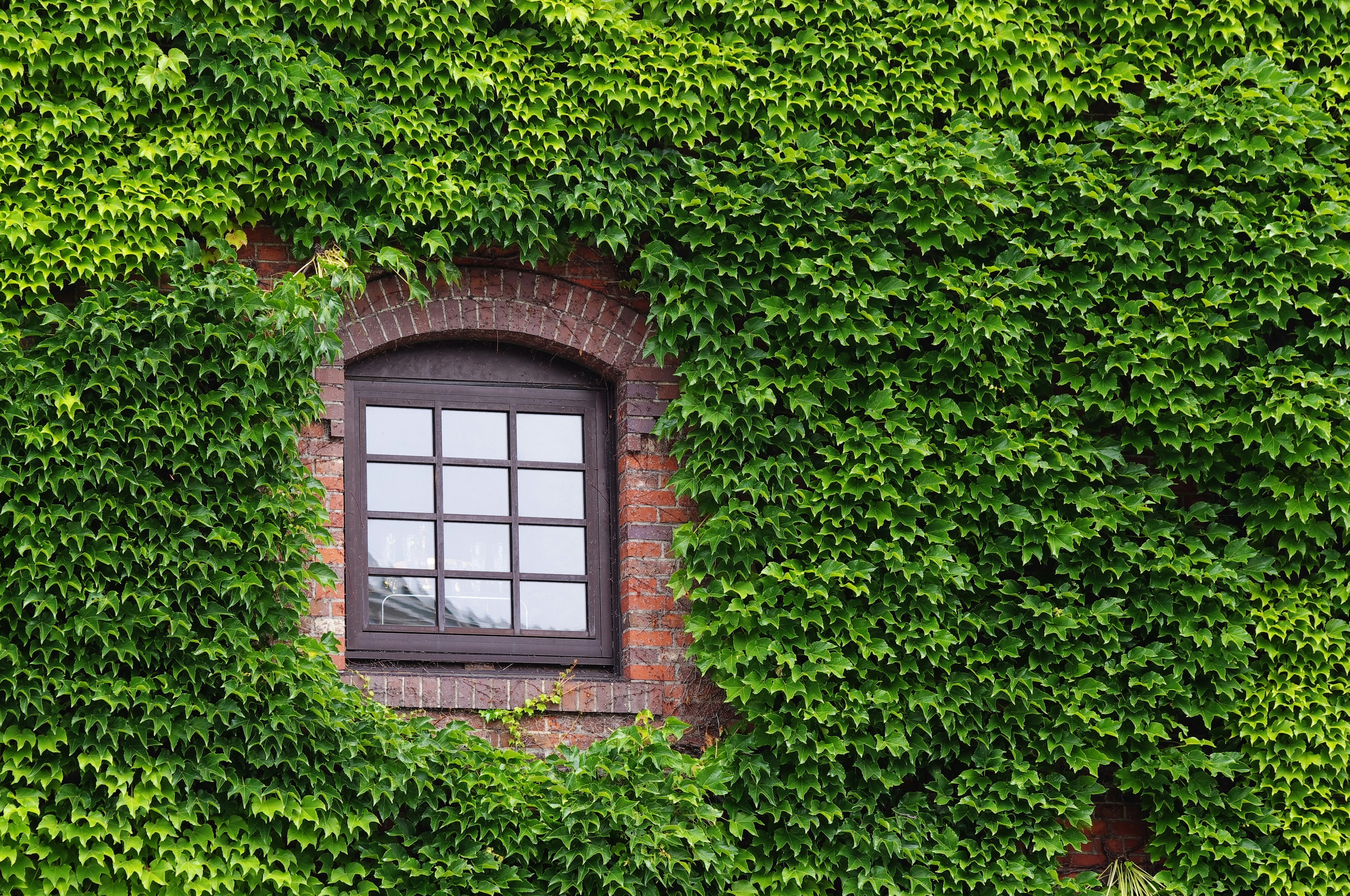 Cadre de fenêtre en bois brun sur plante verte