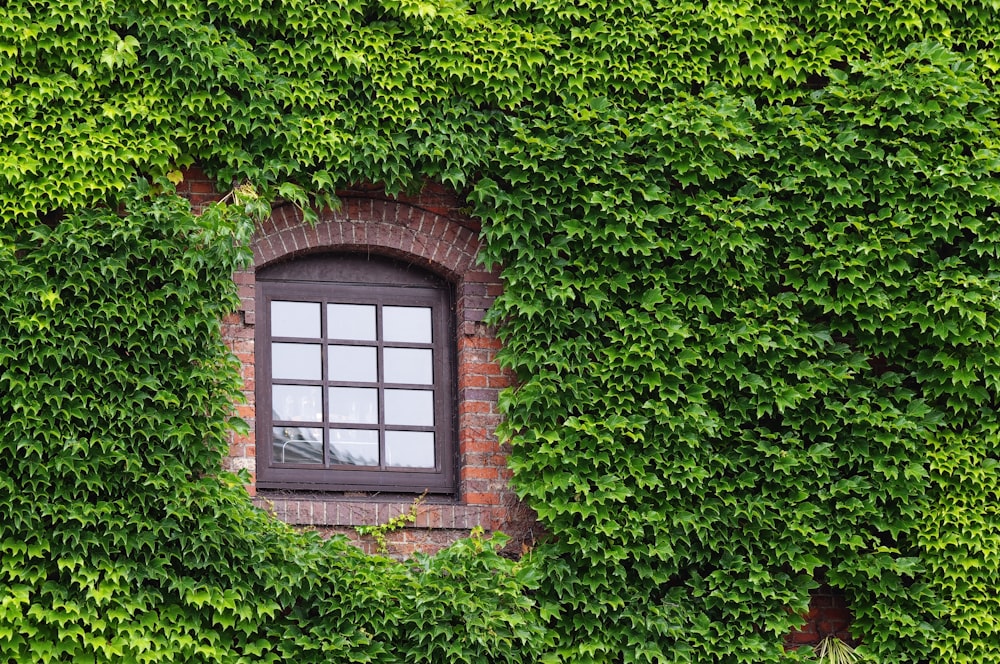 brown wooden window frame on green plant