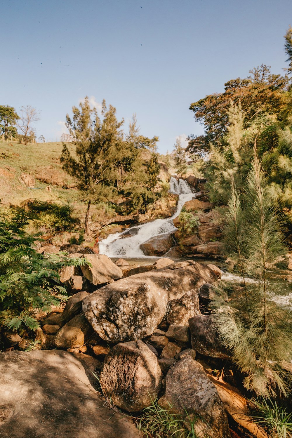 white bird on gray rock near green grass during daytime