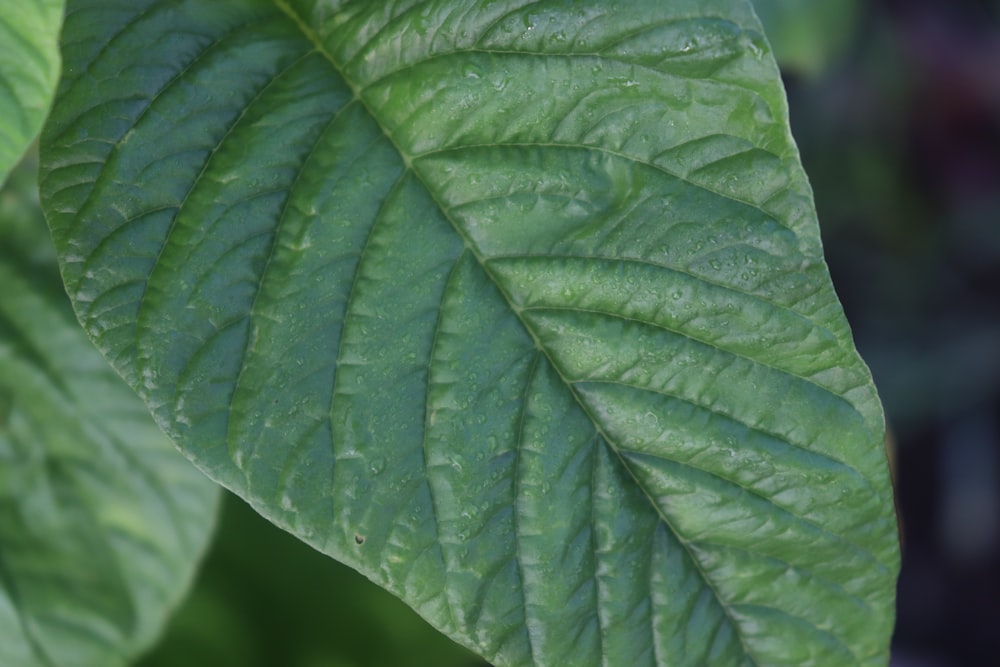 green leaf in close up photography