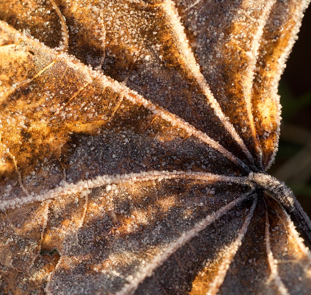 brown and white leaf in close up photography