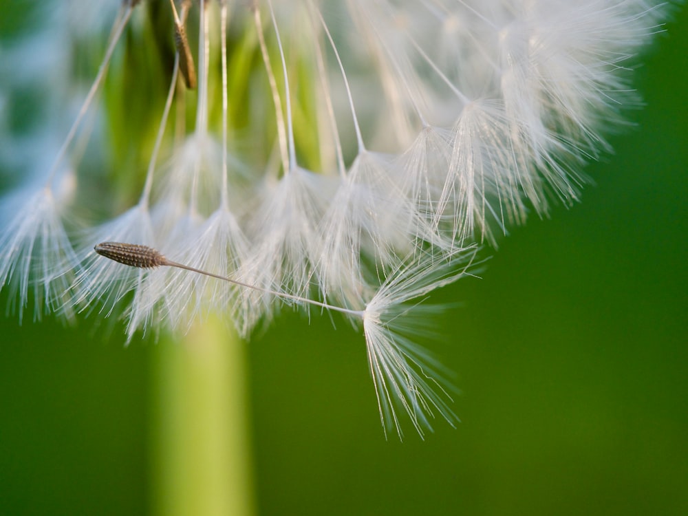 white dandelion in close up photography