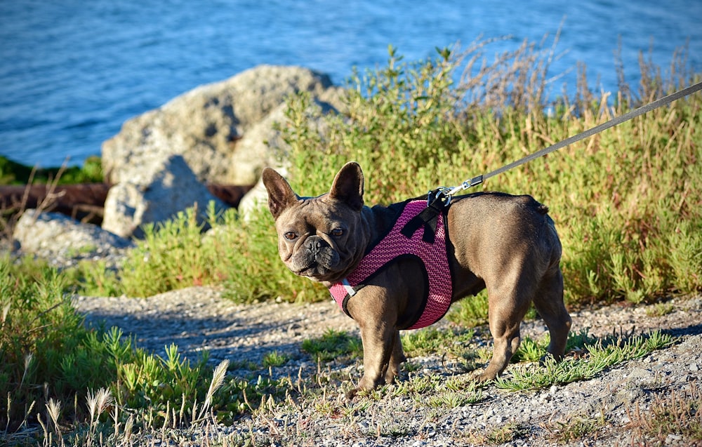 brown pug with red and black leash on green grass field during daytime