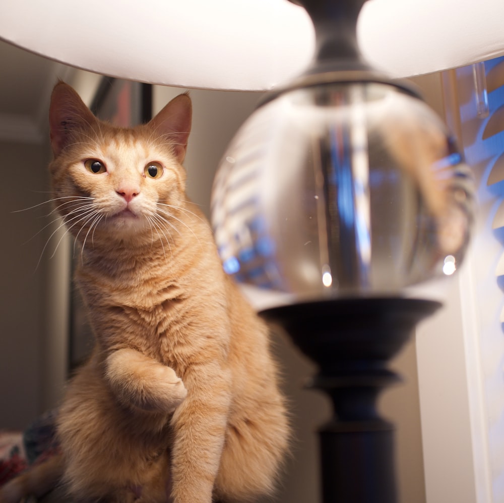 orange tabby cat on black wooden table