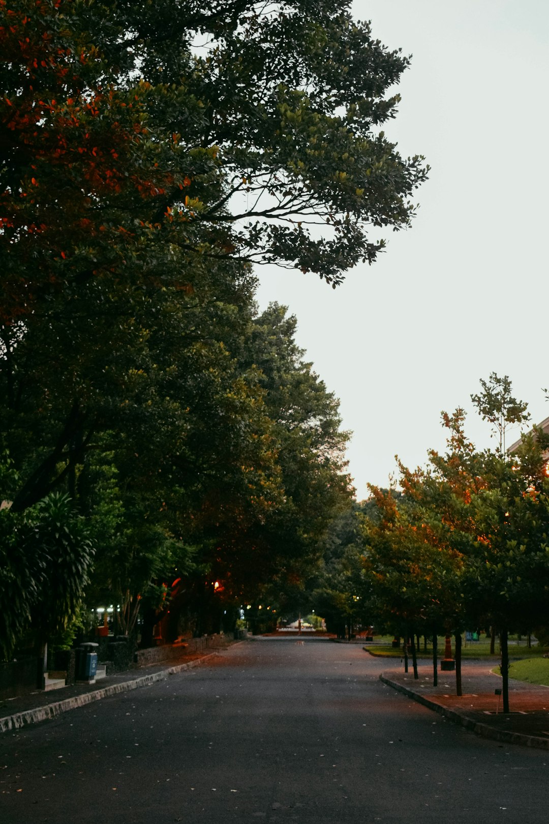 green trees beside gray concrete road during daytime