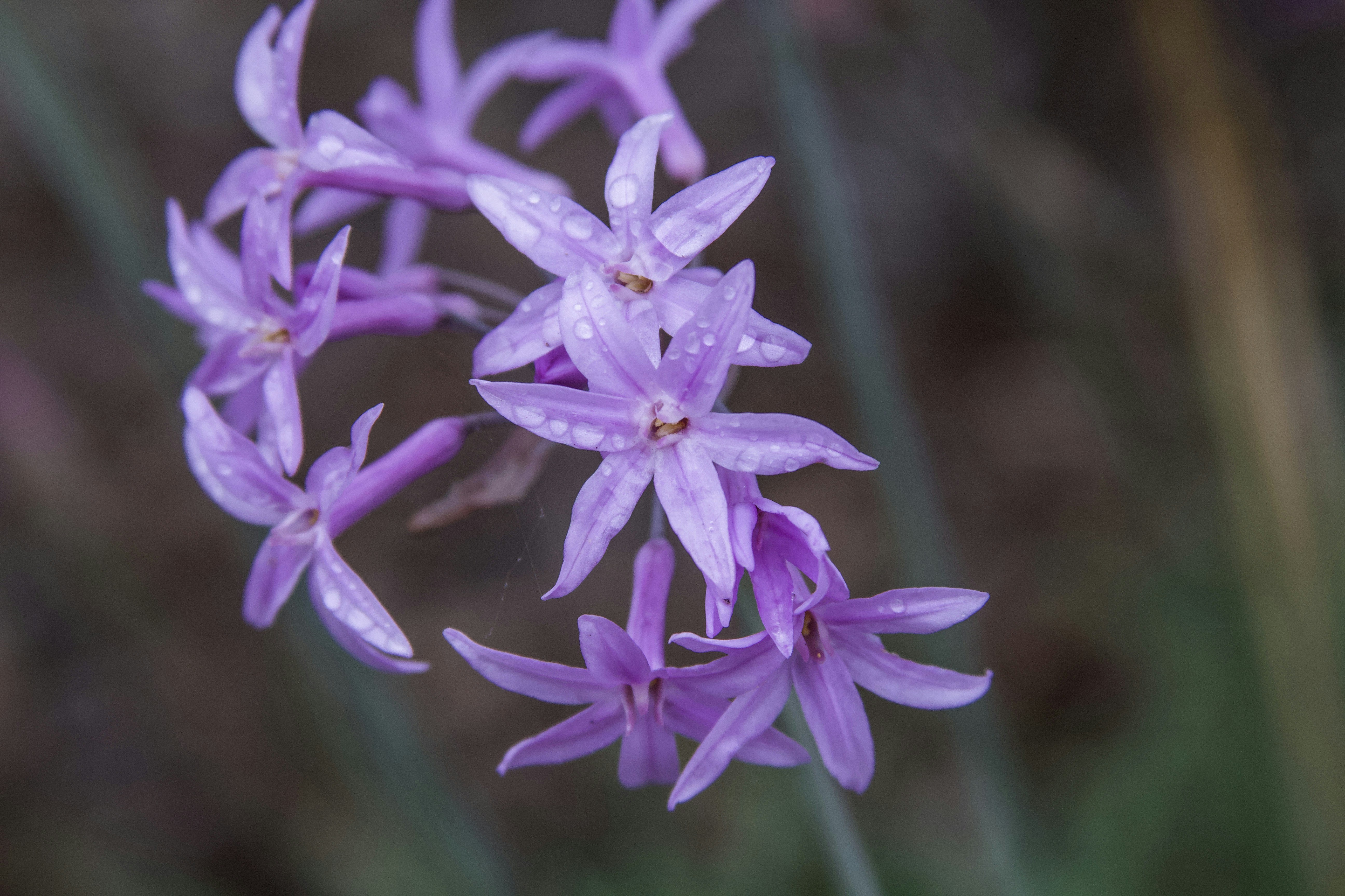 Photo by flowers4allseasons