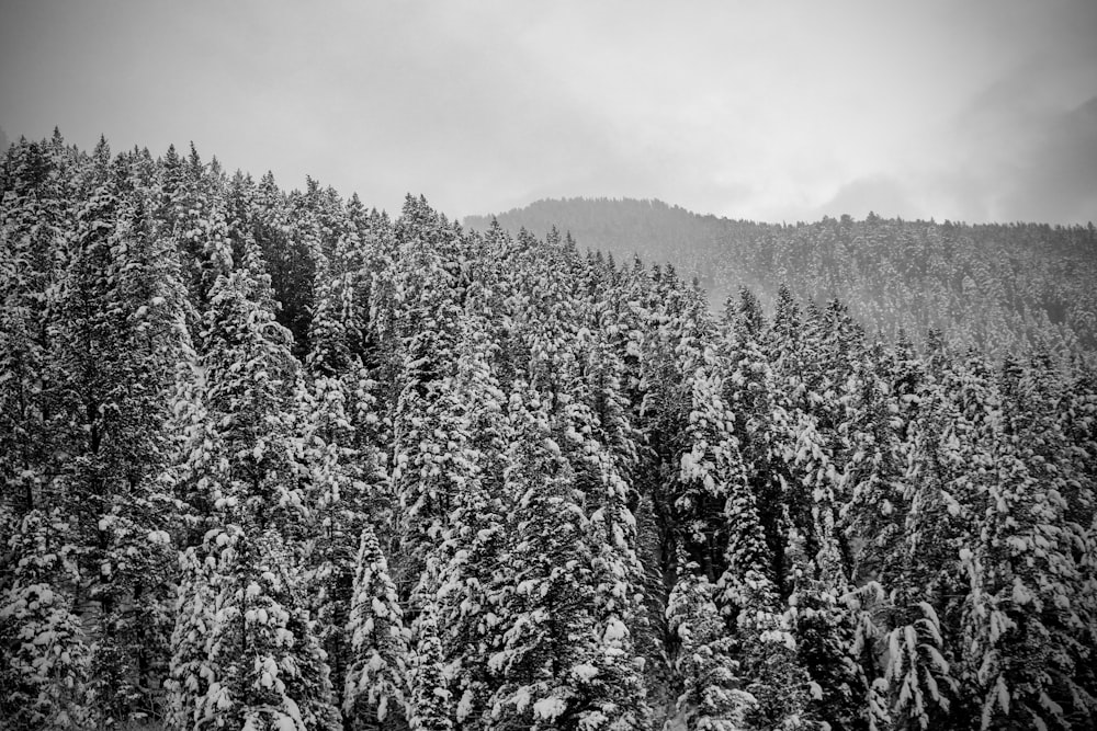 grayscale photo of pine trees