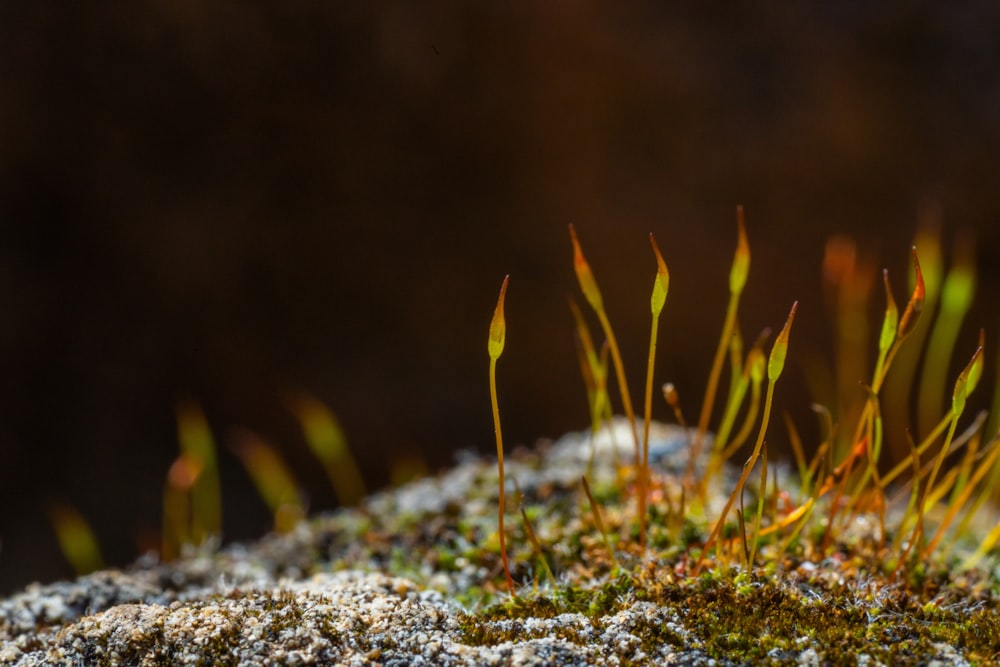 green grass on gray rock