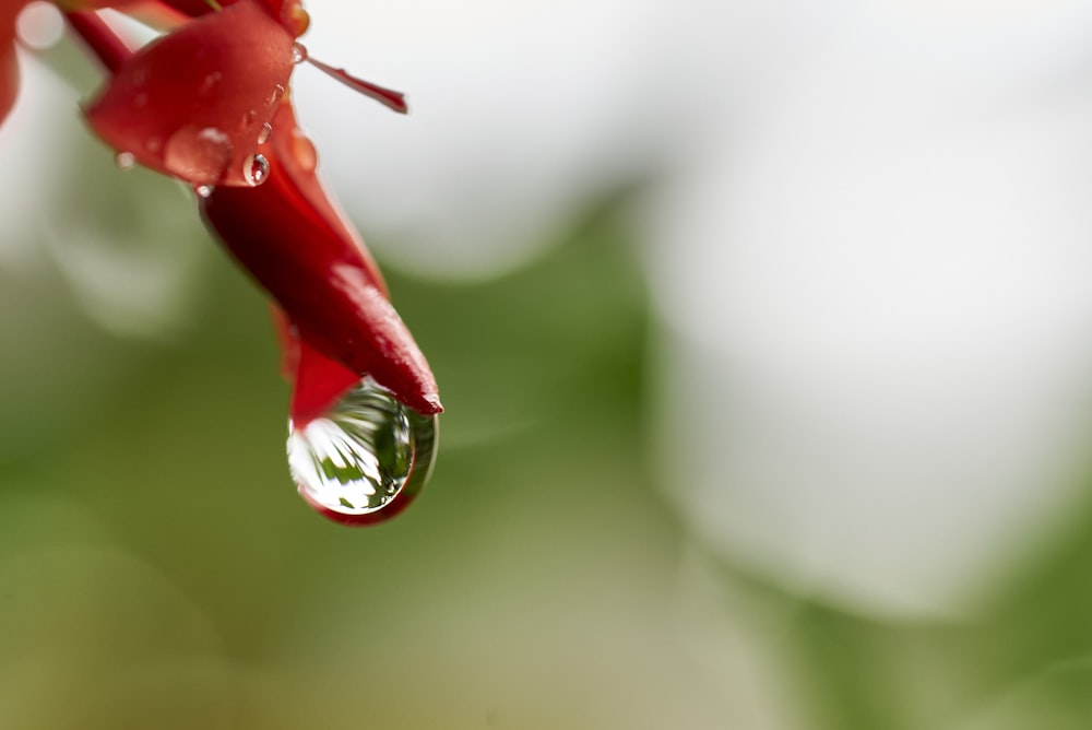 red flower bud with water droplets