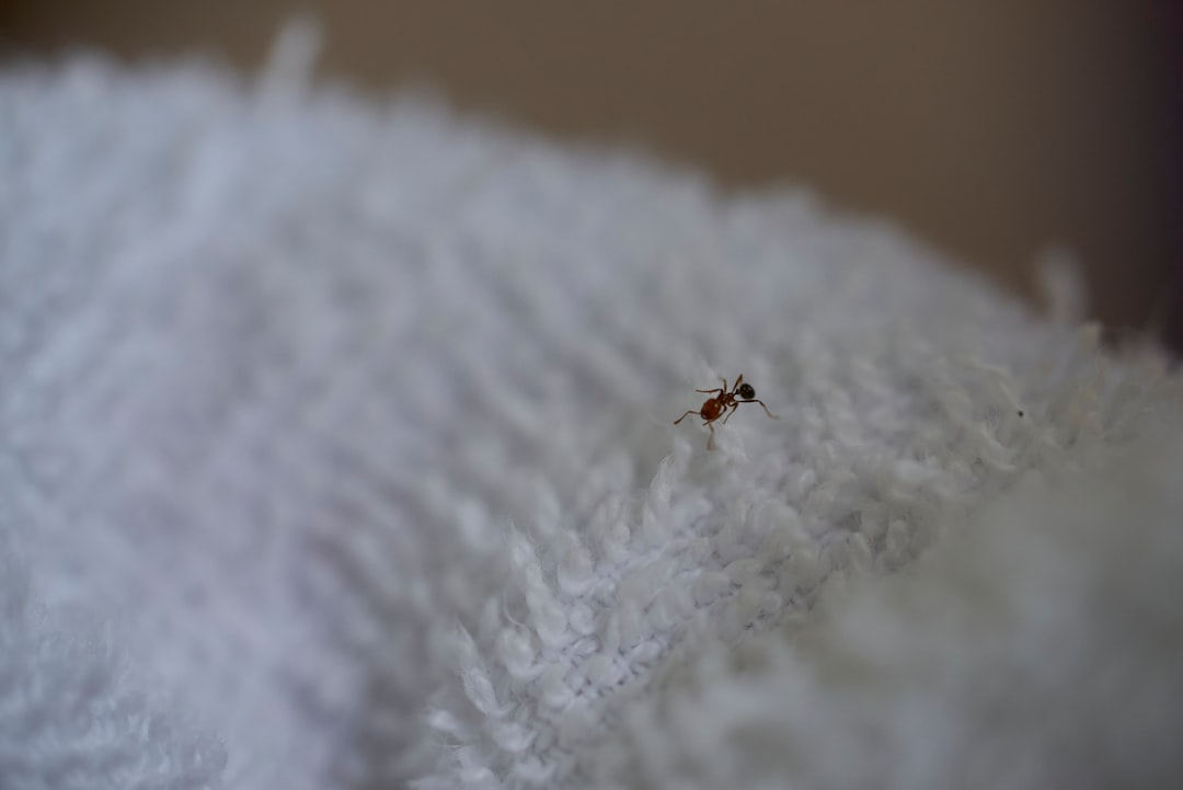 black and brown insect on white textile
