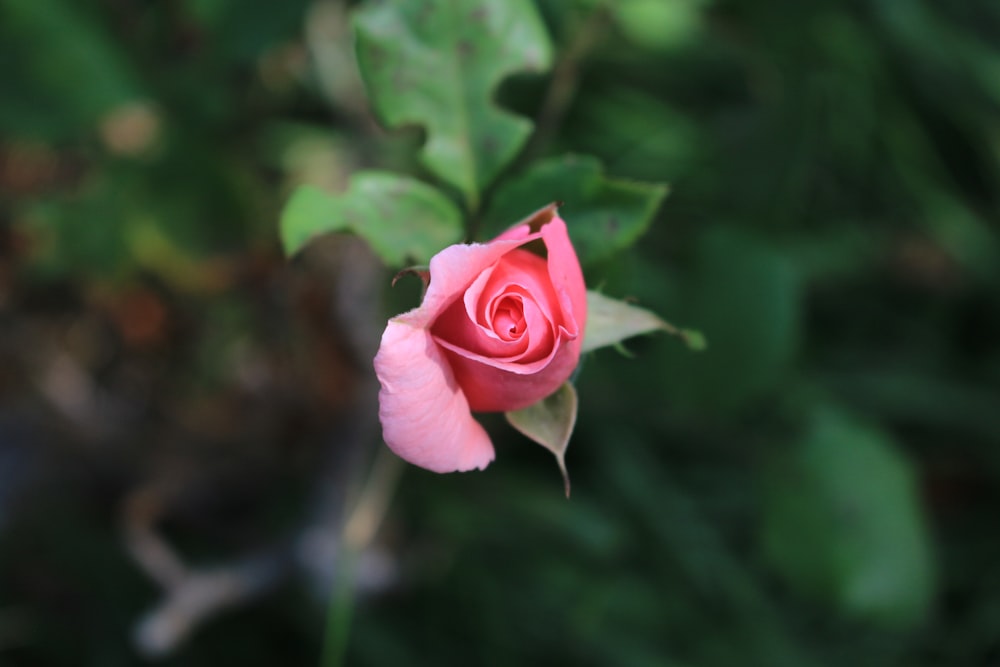 rosa rosa em flor durante o dia