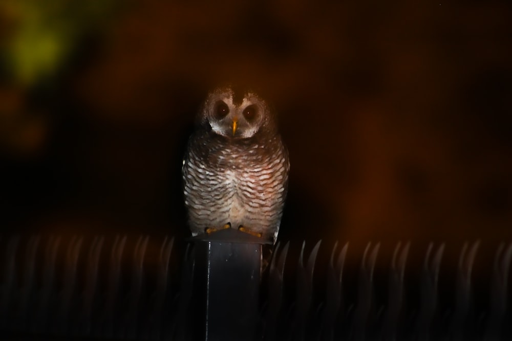 white and brown owl on black metal bar