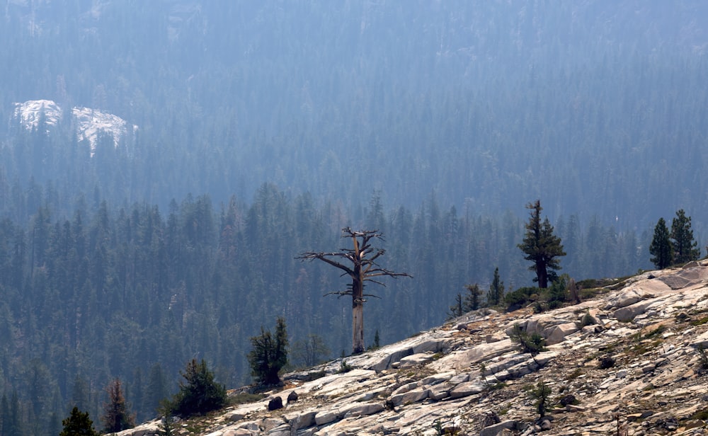 green trees on rocky mountain during daytime