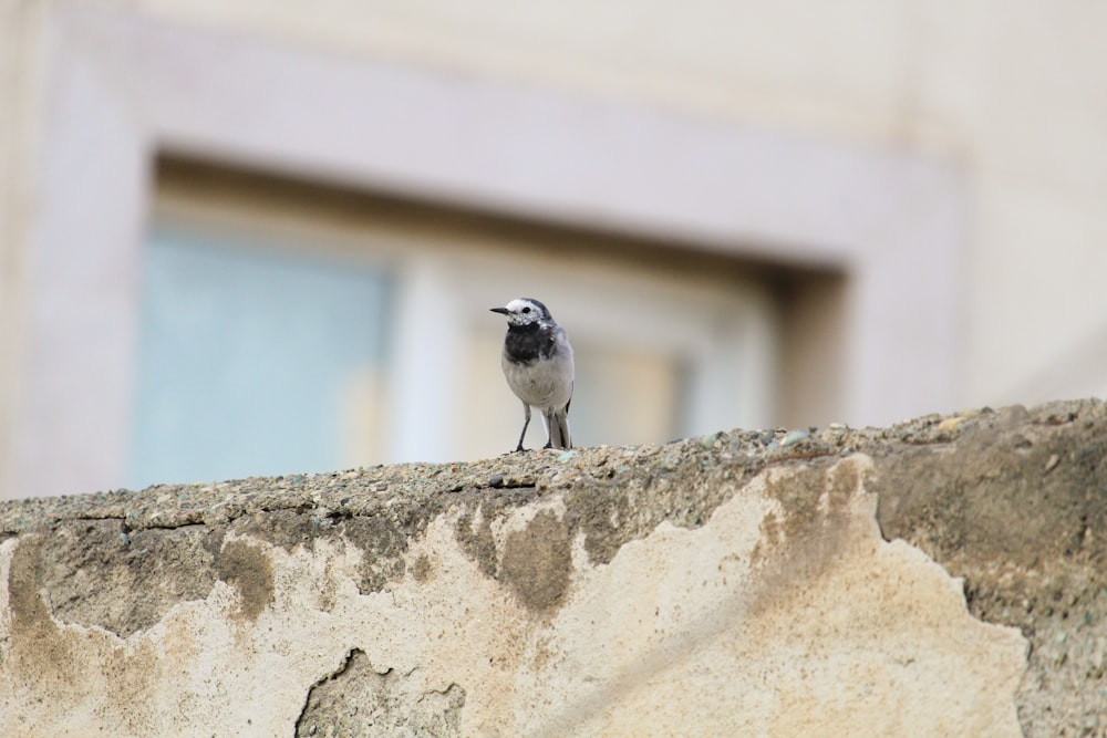 white and black bird on white concrete wall during daytime