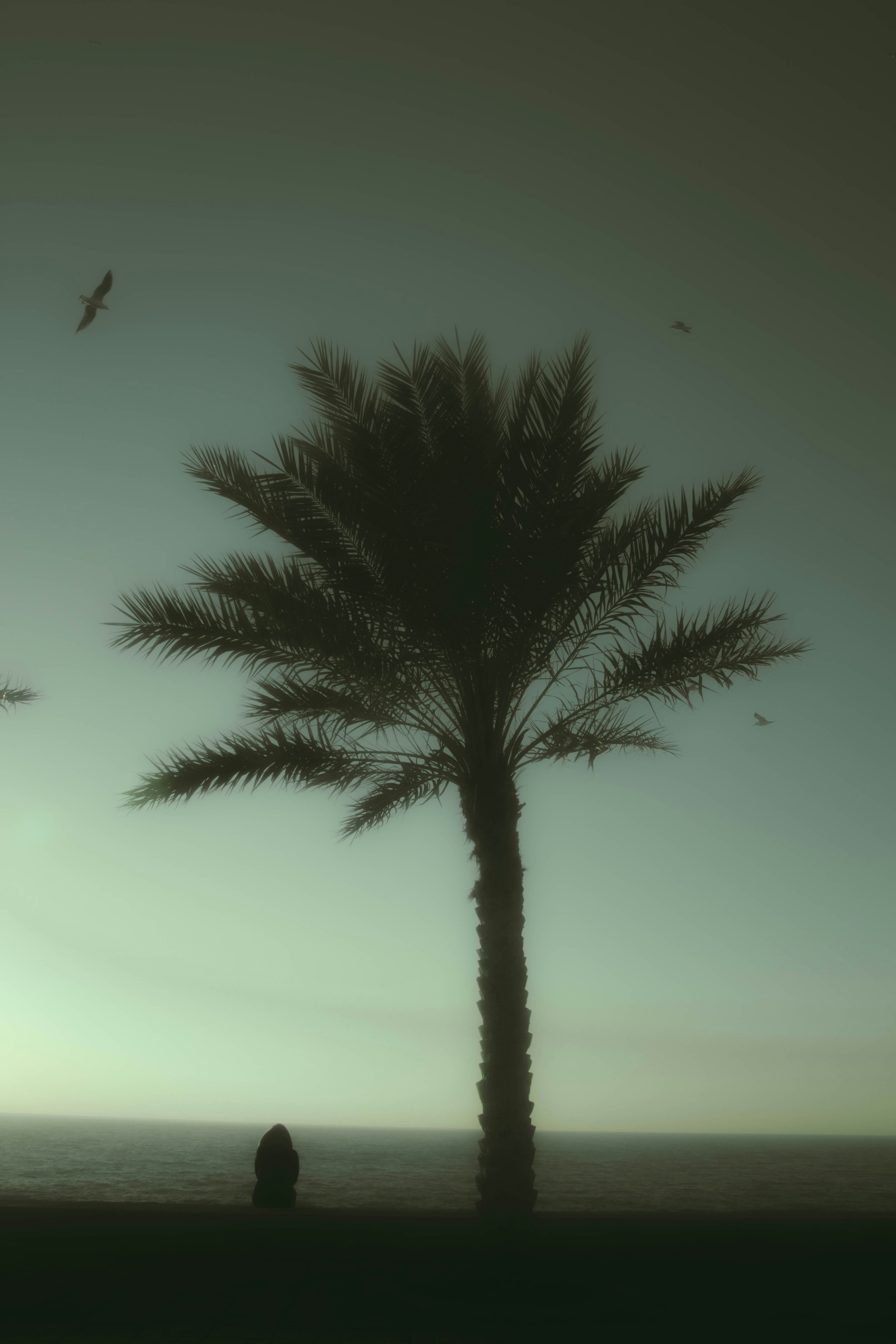 palm tree under gray sky