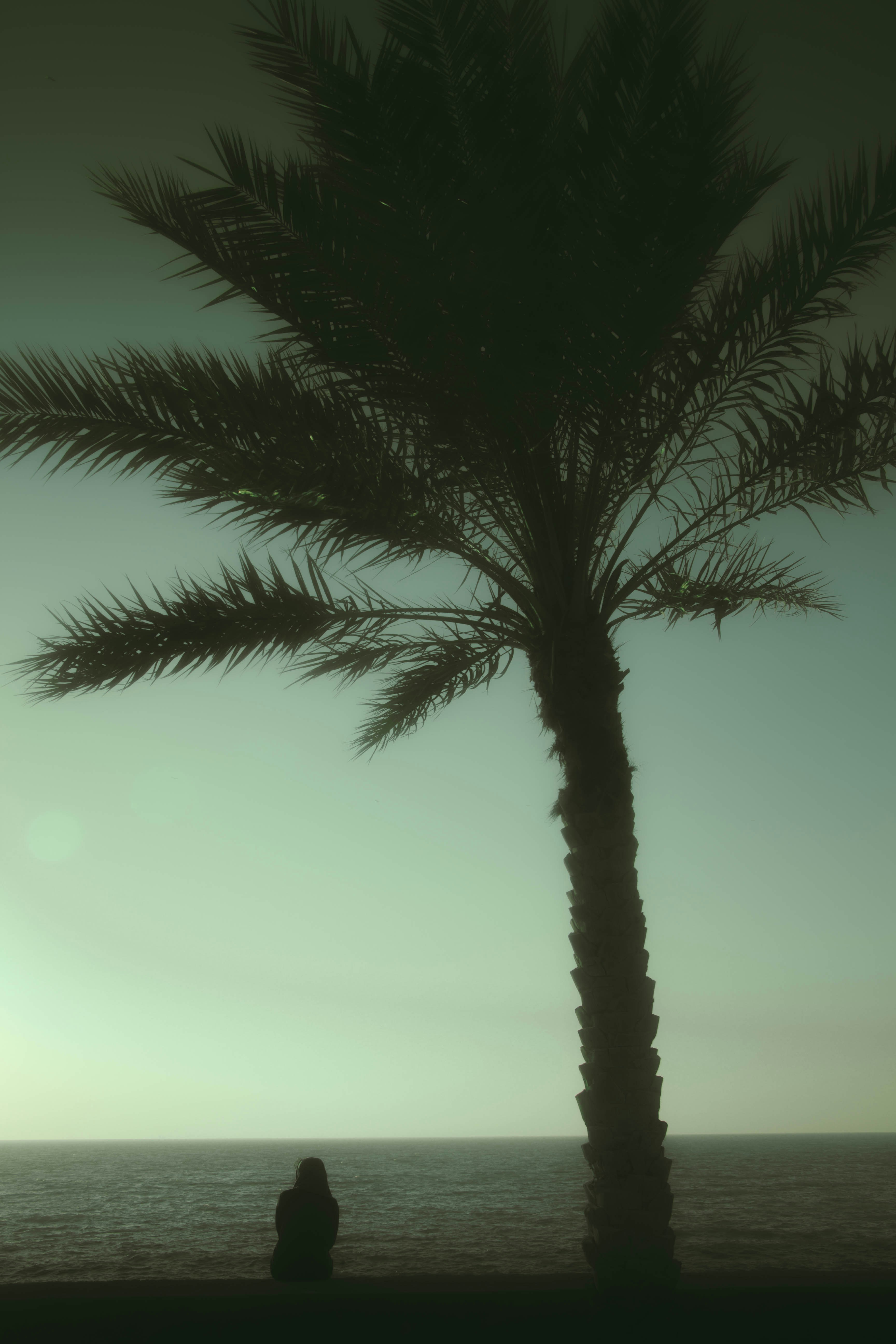 green palm tree during daytime