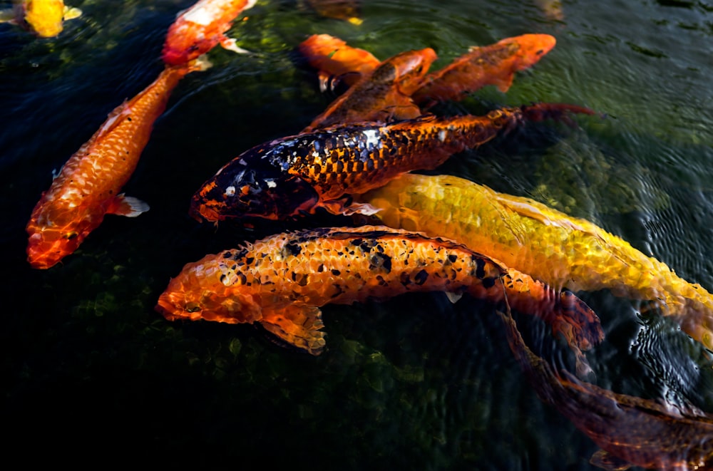 orange and black koi fish