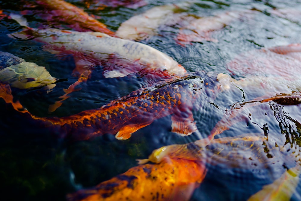 orange and white fishes in water