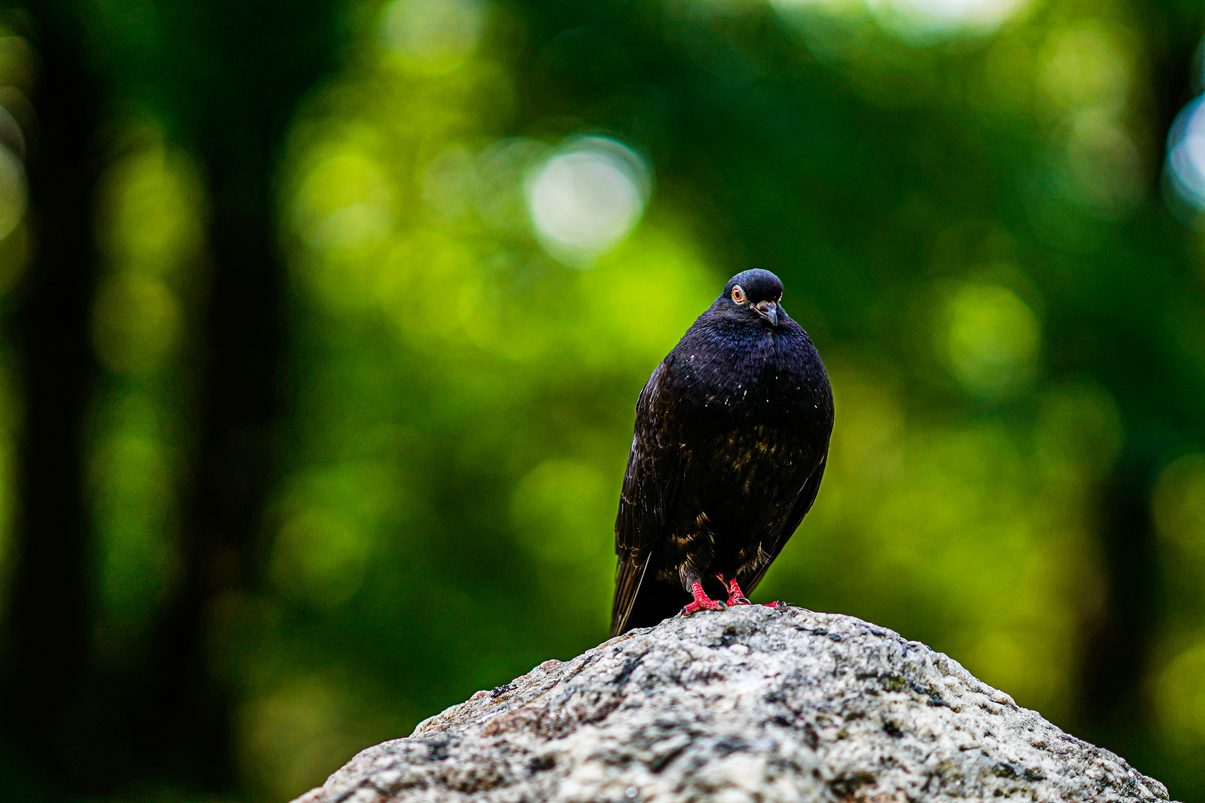 black bird on gray rock during daytime